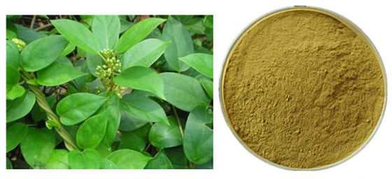 Gymnema Sylvestre Leaf Anthocyanin Extract Powder للأدوية المزود
